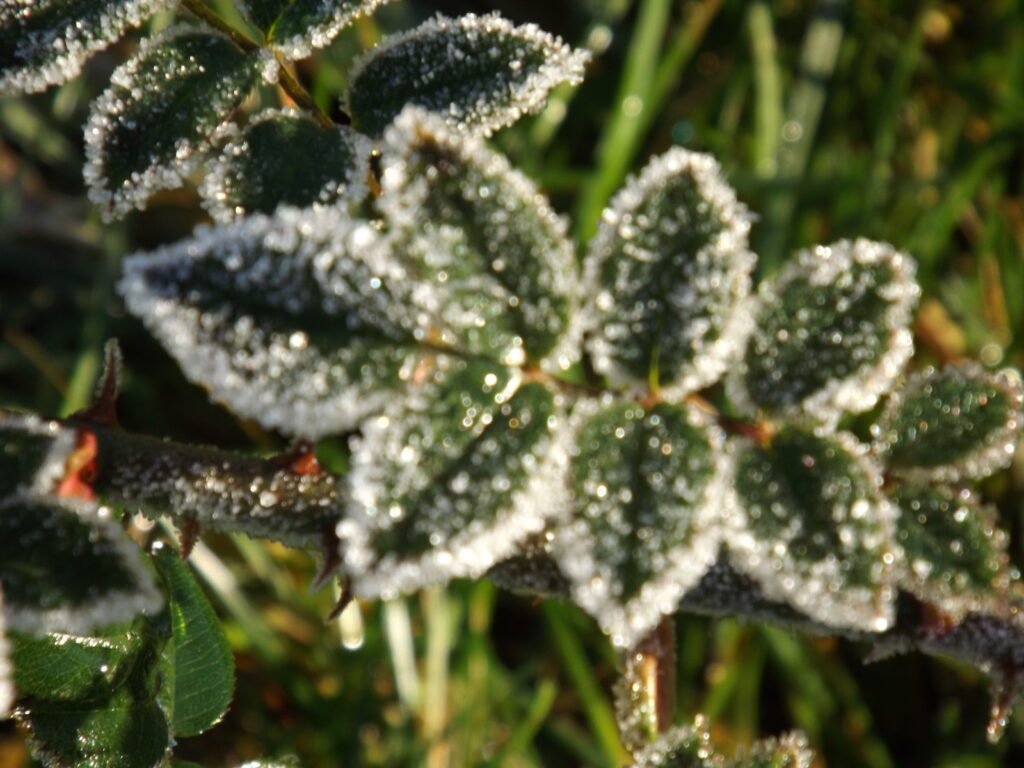 Frost on evergreen leaves